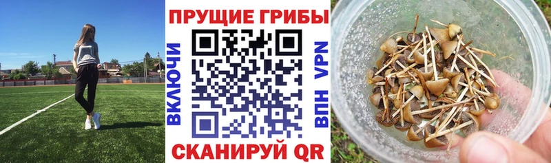 Псилоцибиновые грибы MAGIC MUSHROOMS  наркошоп  ОМГ ОМГ ТОР  Краснокамск 